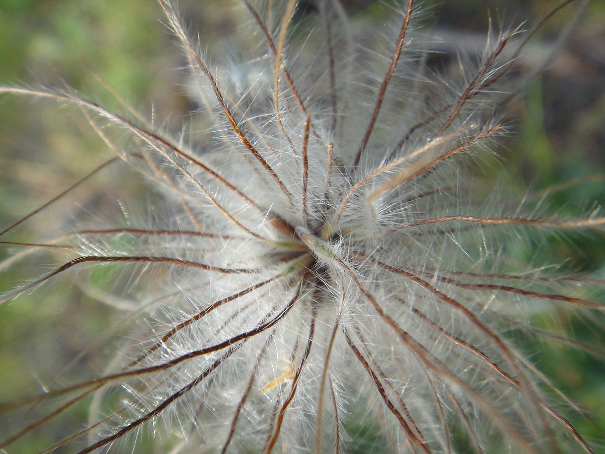 Image of Pulsatilla turczaninovii specimen.