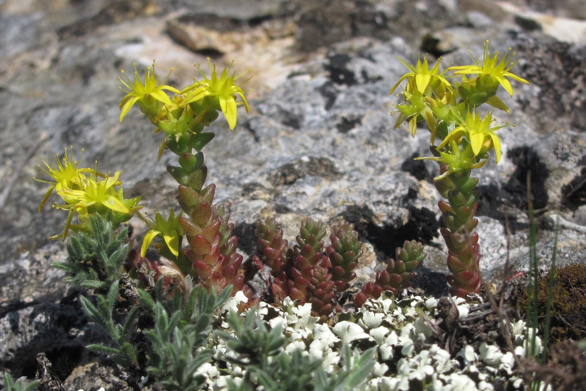 Изображение особи Sedum acre.