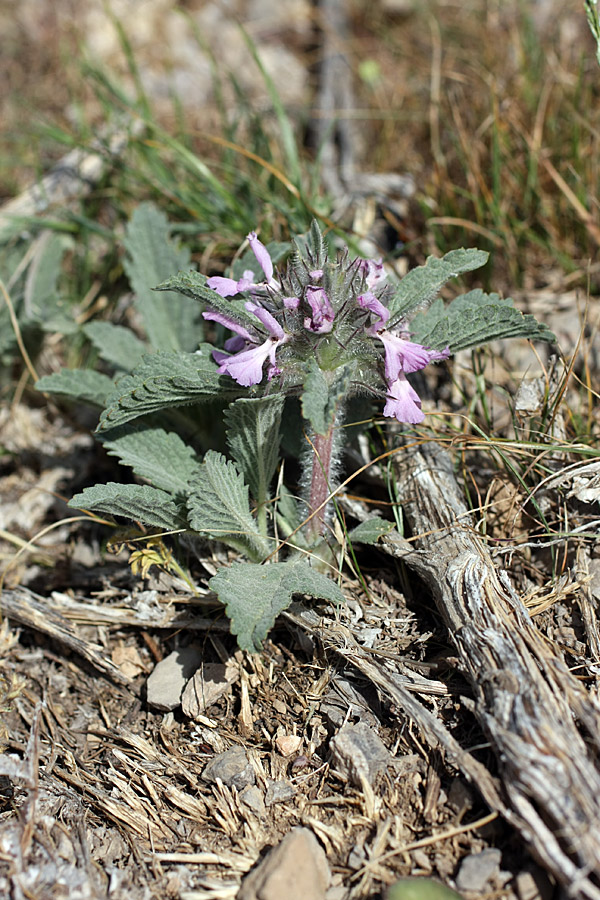 Image of Phlomoides boraldaica specimen.