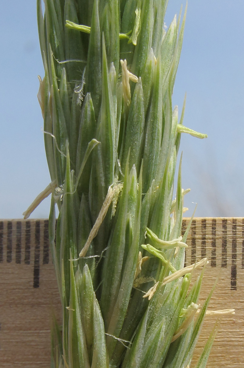 Image of Leymus racemosus ssp. sabulosus specimen.