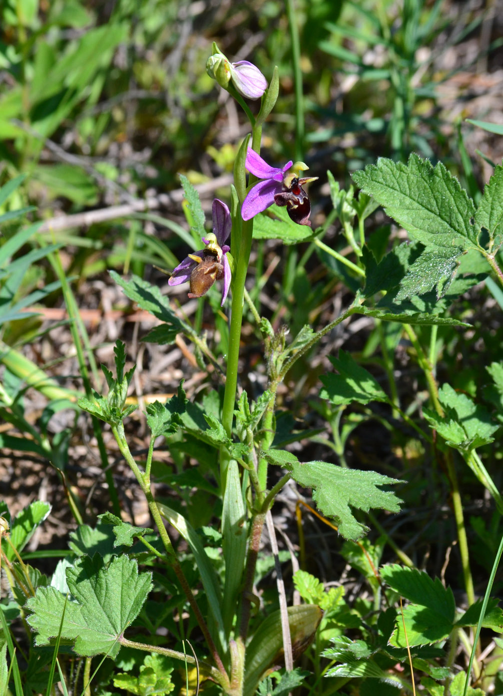 Image of Ophrys oestrifera specimen.