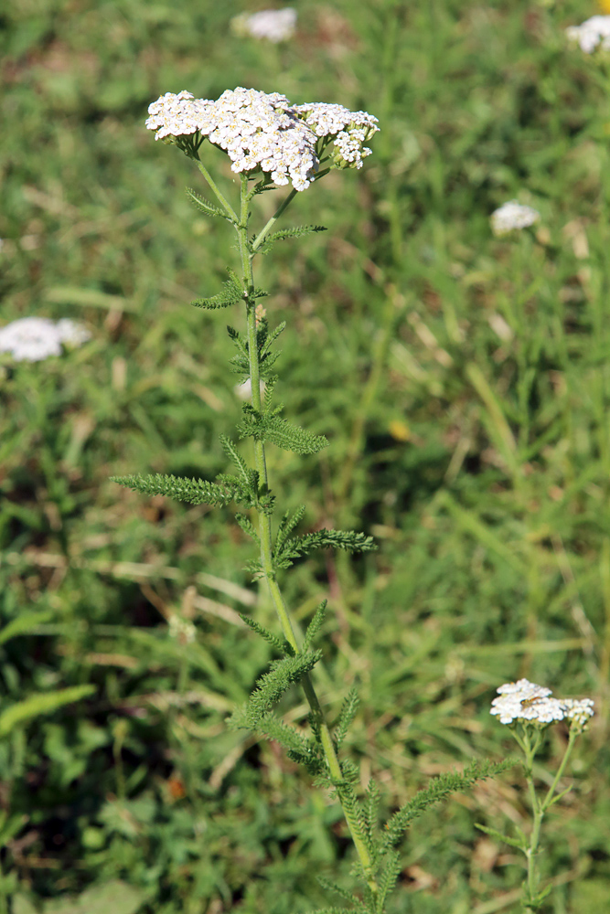 Image of Achillea millefolium specimen.