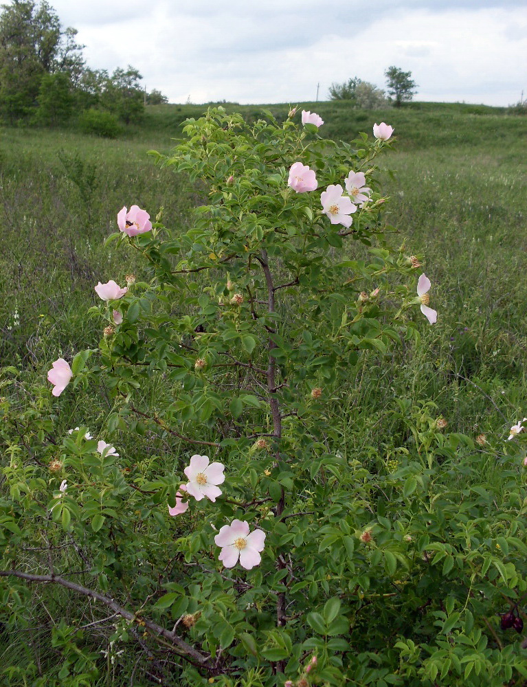 Изображение особи Rosa canina.