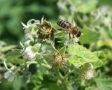 Rubus idaeus. Соцветие с завязавшимися плодами и фуражирующей пчелой. Восточный Казахстан, Уланский р-н, с. Украинка, дачный участок, в культере. 05.06.2005.