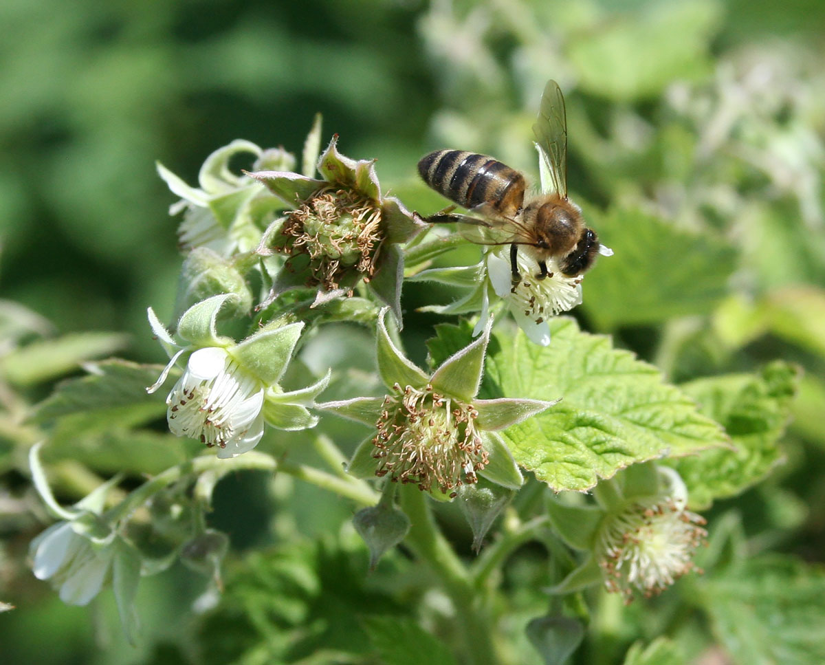 Image of Rubus idaeus specimen.