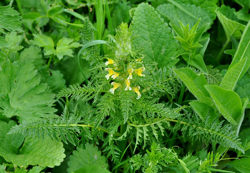 Изображение особи Pedicularis condensata.