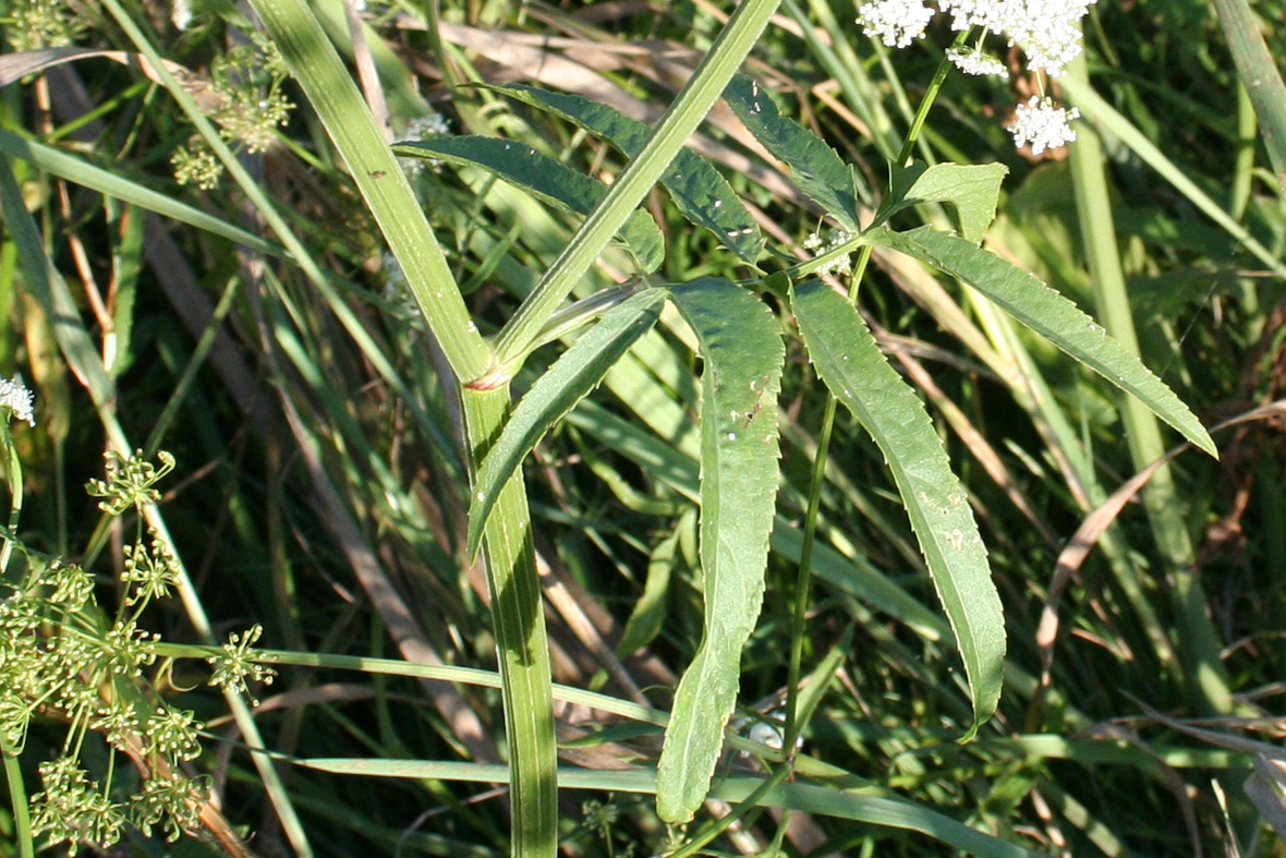 Изображение особи Sium latifolium.