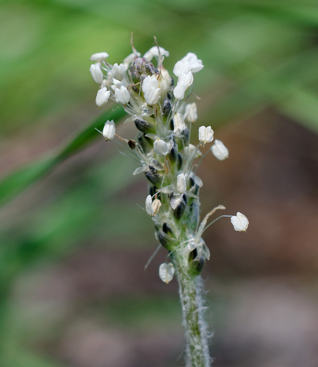 Изображение особи Plantago arachnoidea.