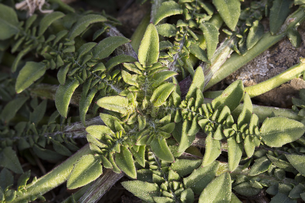 Image of Centaurea raphanina ssp. mixta specimen.