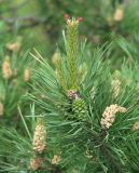 Pinus sylvestris. Верхушка ветви с незрелыми шишками и микростробилами. Иркутская обл., Иркутский р-н, окр. с. Максимовщина, лес. 06.06.2015.