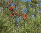 Hakea bucculenta. Ветви с соцветиями. Израиль, Шарон, пос. Кфар Монаш, ботанический сад \"Хават Ганой\". 31.01.2016.