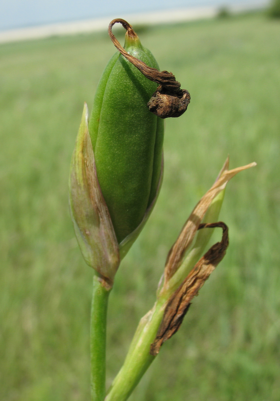 Image of Iris aphylla specimen.