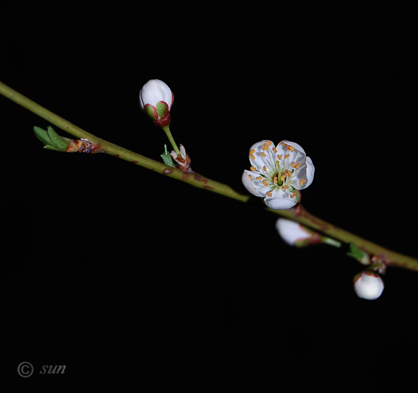 Image of Prunus cerasifera specimen.