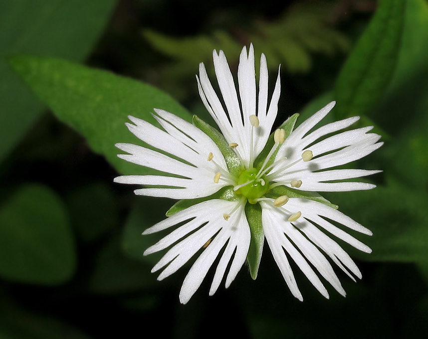 Изображение особи Fimbripetalum radians.