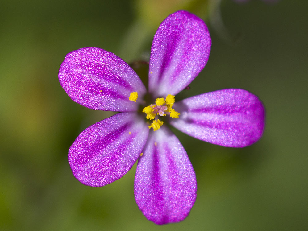 Изображение особи Geranium robertianum.