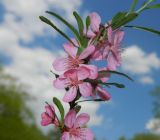 Amygdalus nana. Верхушка цветущего побега. Москва, Главный ботанический сад им. Н.В. Цицина, в культуре. Май 2016 г.