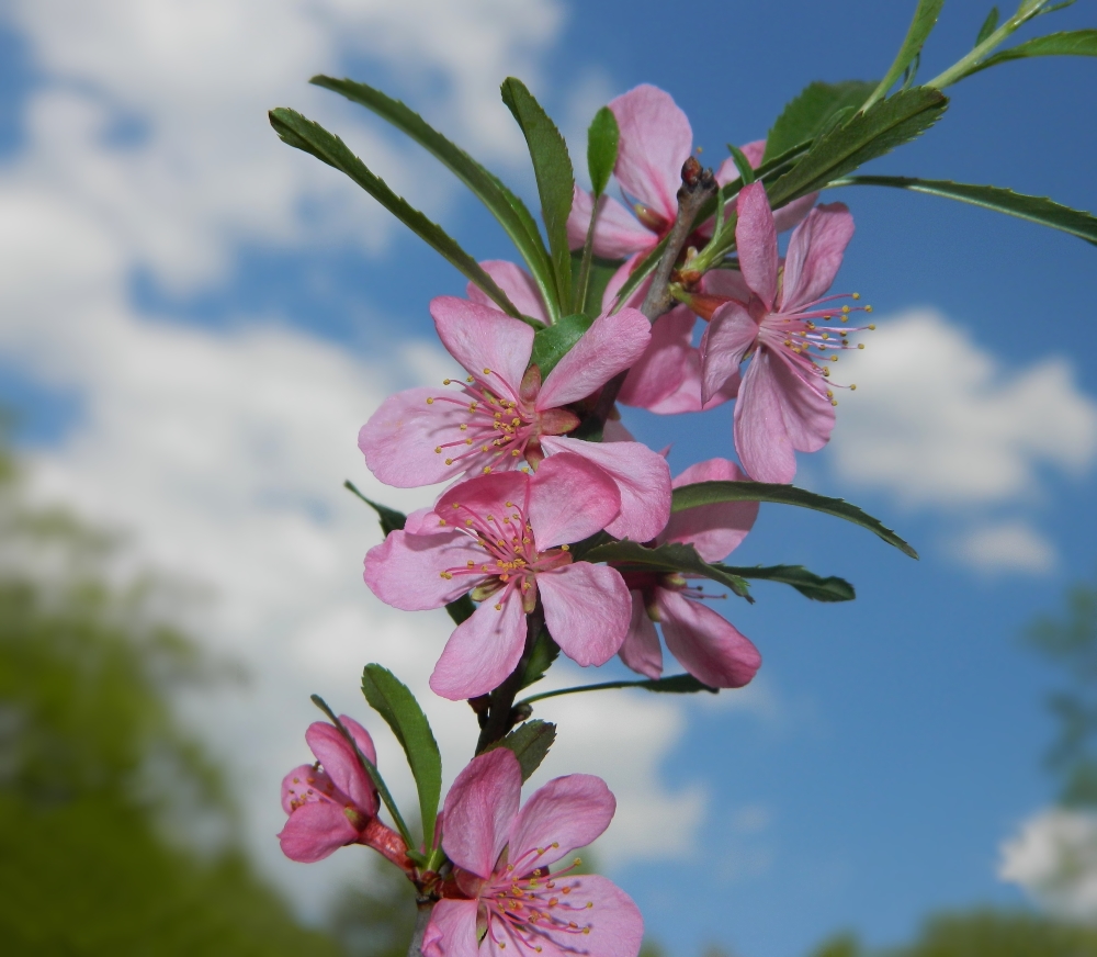 Изображение особи Amygdalus nana.