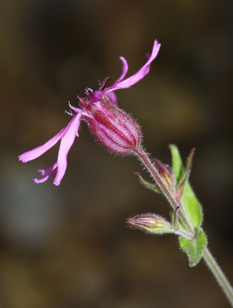 Image of Silene olgae specimen.