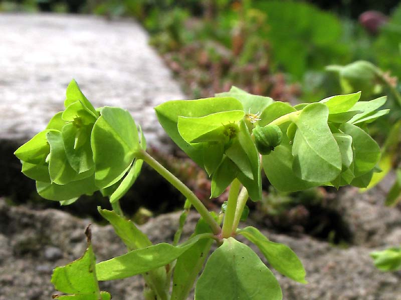 Изображение особи Euphorbia peplus.