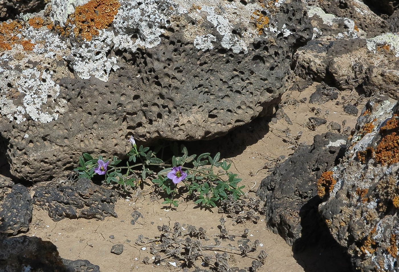 Image of Fagonia cretica specimen.