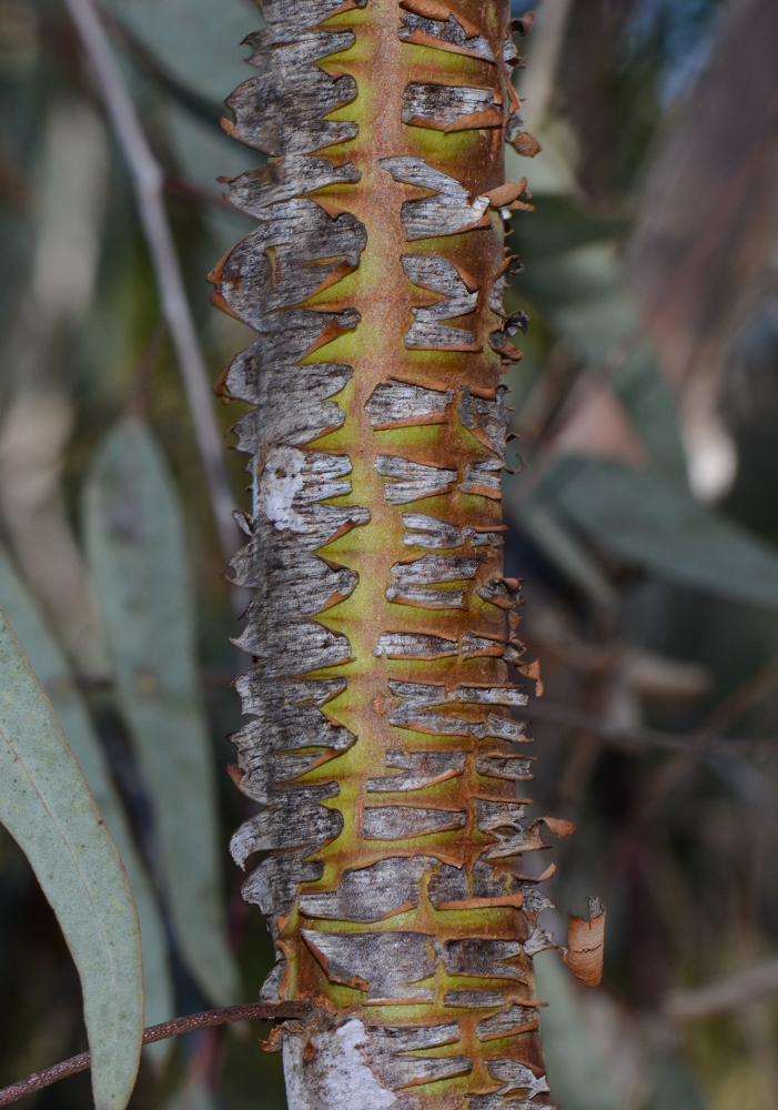 Изображение особи Eucalyptus caesia.