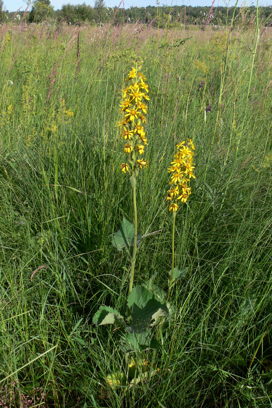 Image of Ligularia fischeri specimen.