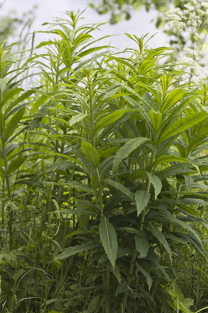 Image of Chamaenerion angustifolium specimen.