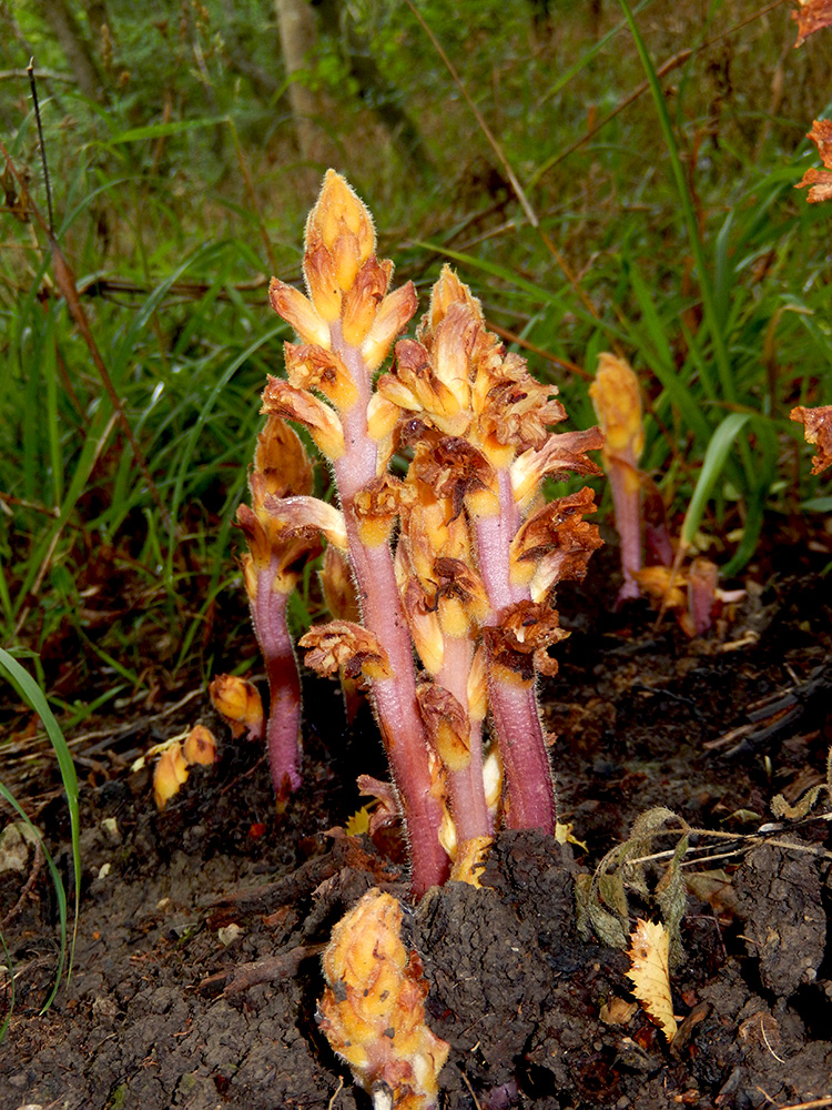 Изображение особи Orobanche laxissima.