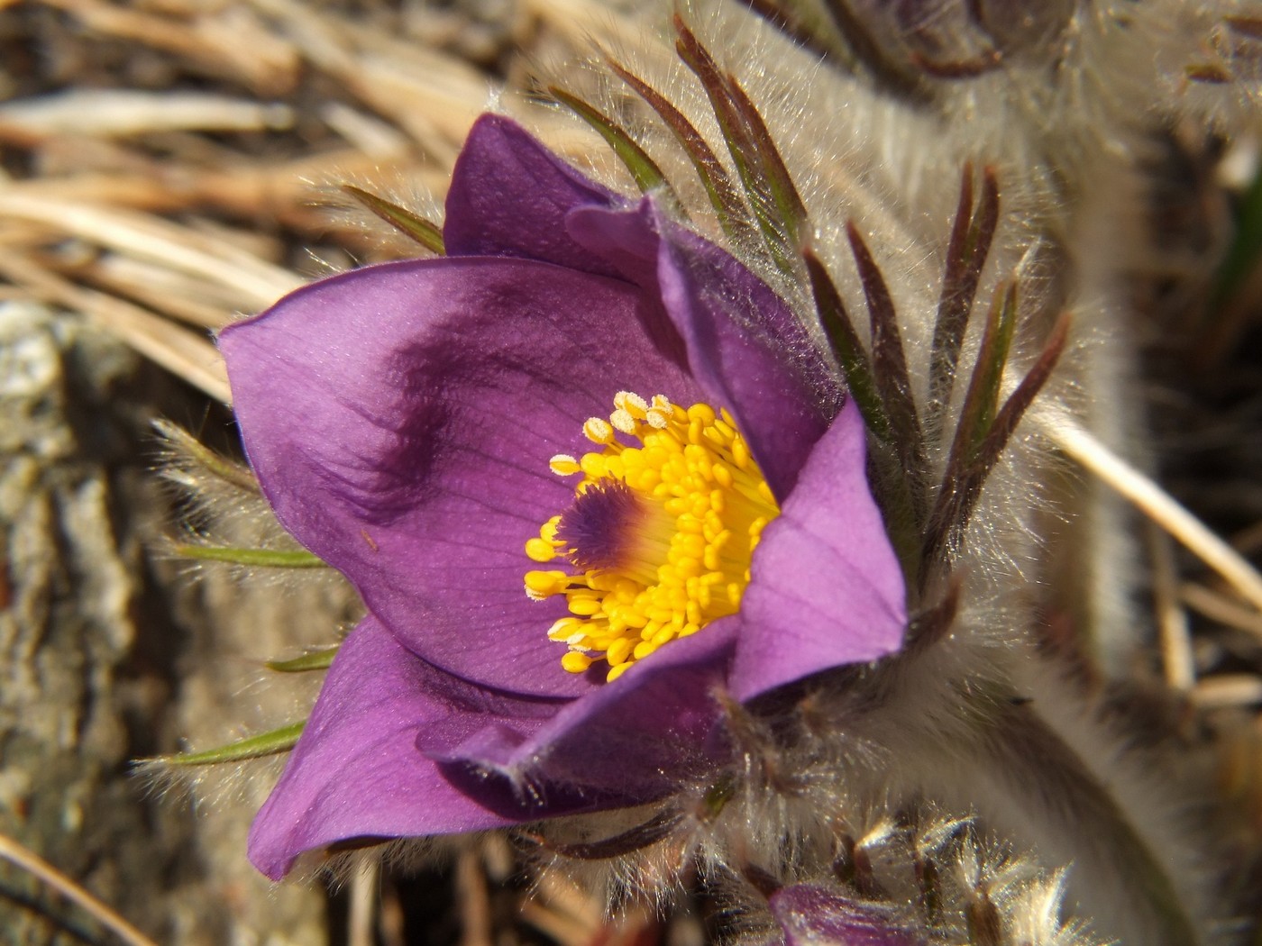 Image of Pulsatilla multifida specimen.