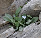 Omphalodes luciliae подвид scopulorum