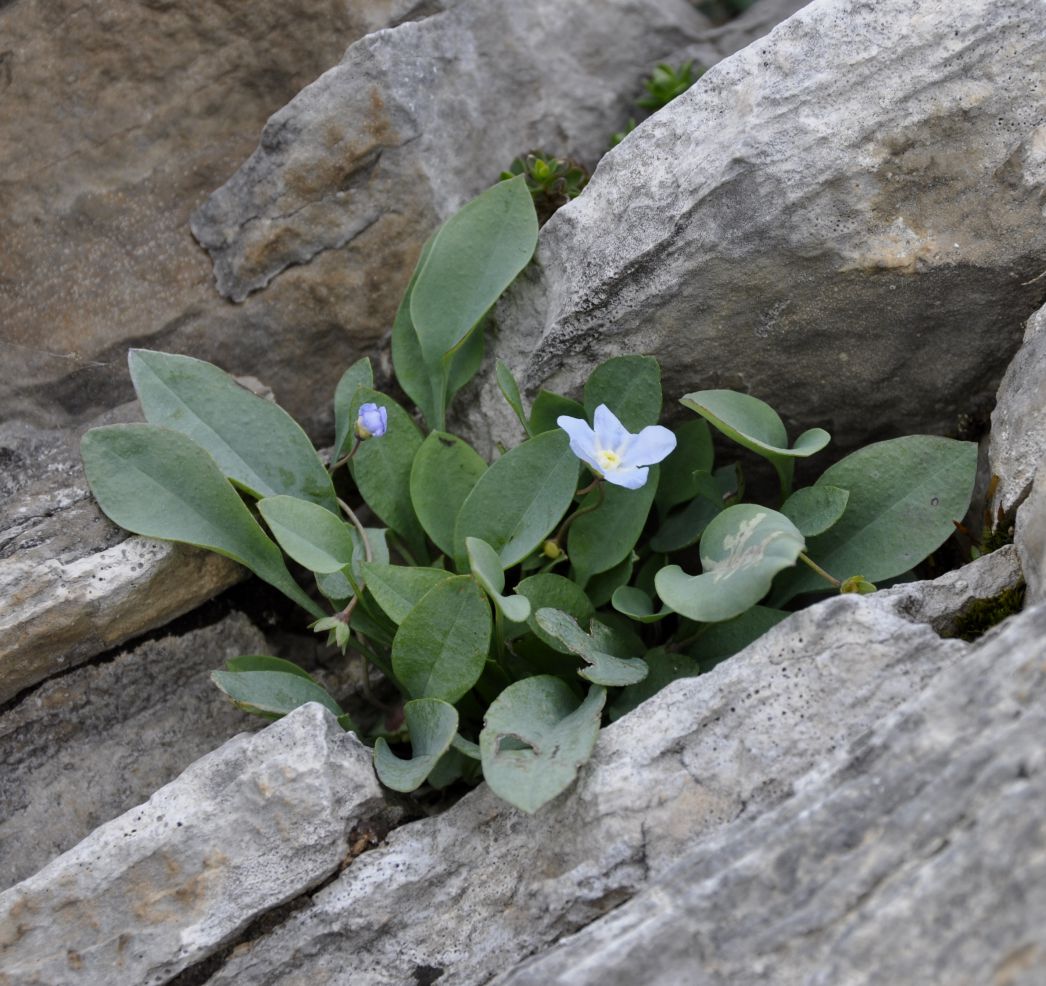 Image of Omphalodes luciliae ssp. scopulorum specimen.