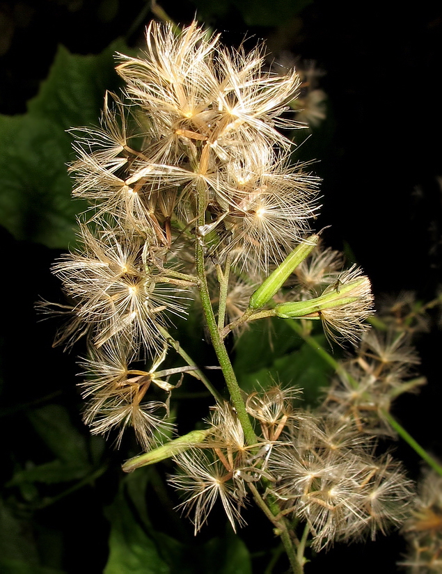 Image of Prenanthes tatarinowii specimen.