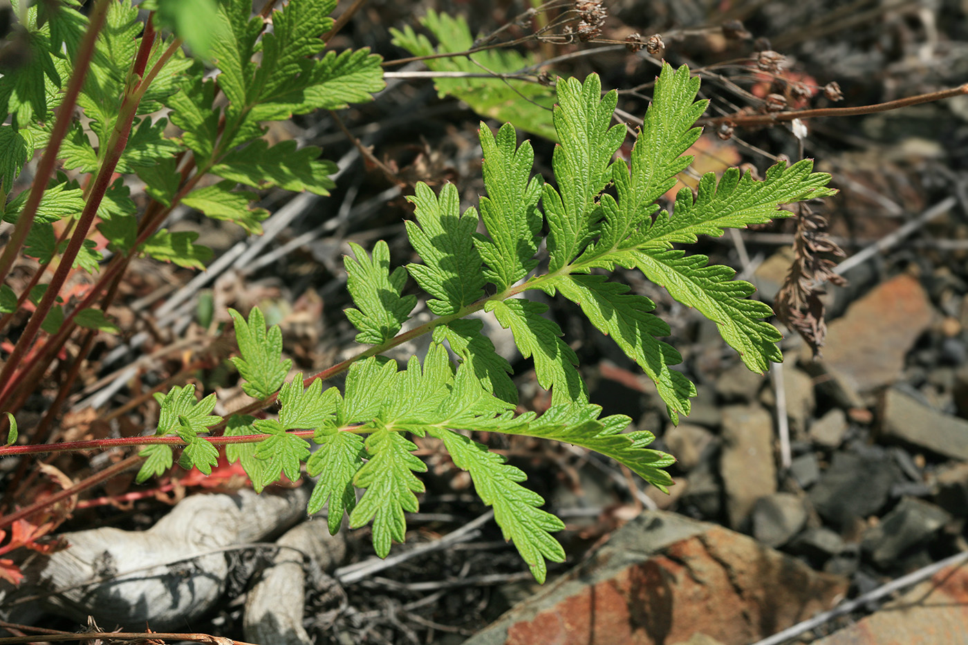 Изображение особи Potentilla tanacetifolia.