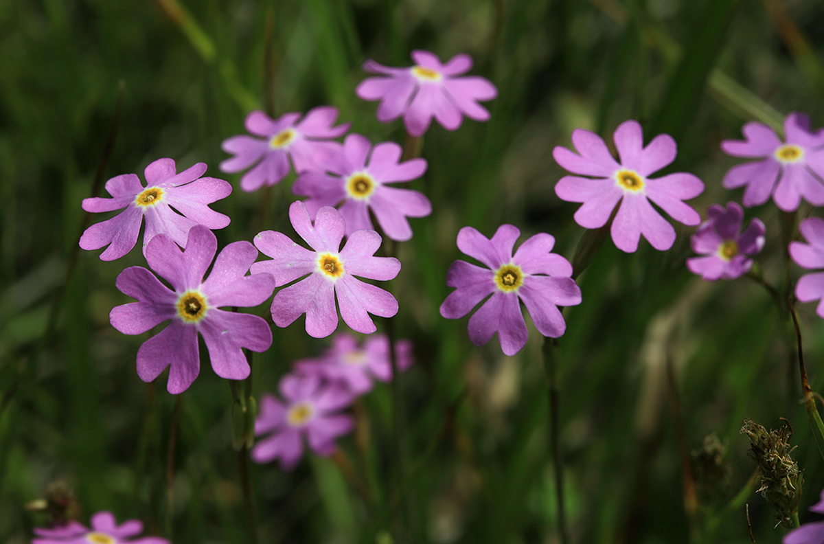 Изображение особи Primula nutans.