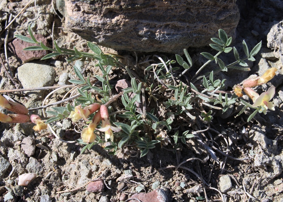 Image of Astragalus depauperatus specimen.