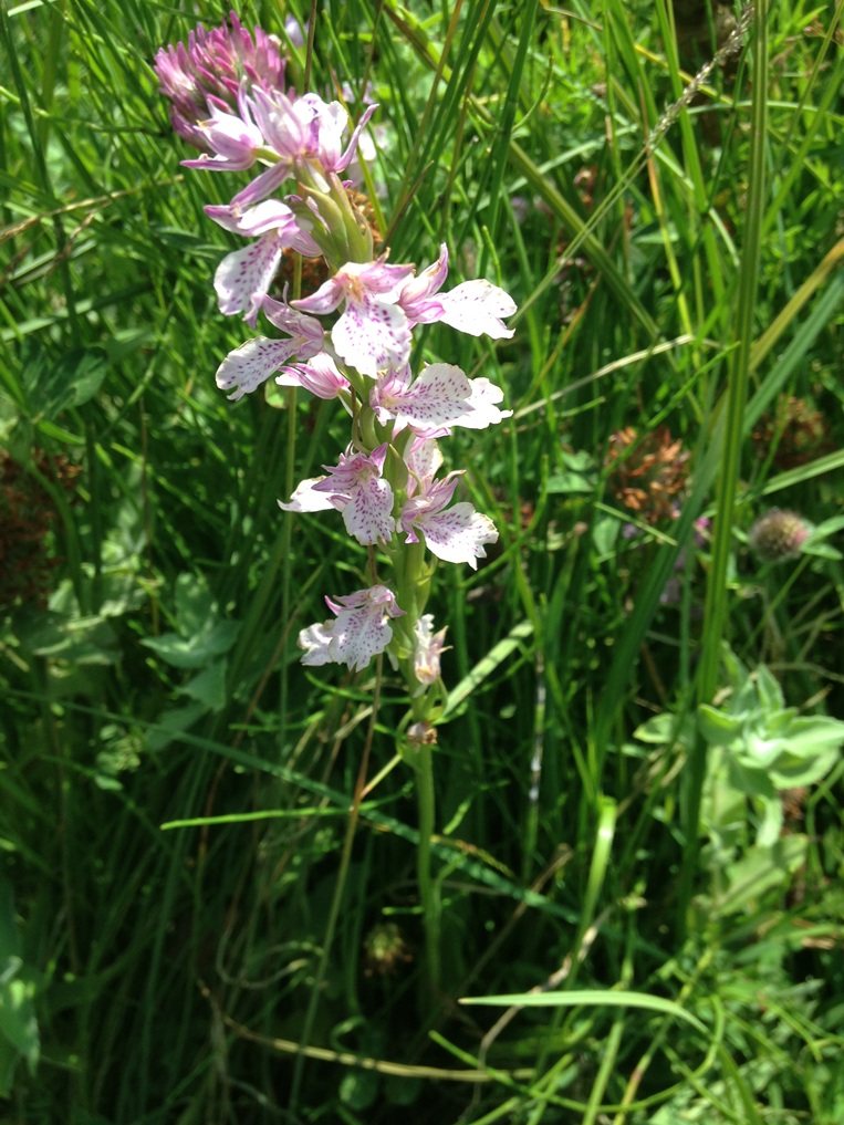 Изображение особи Dactylorhiza iberica.