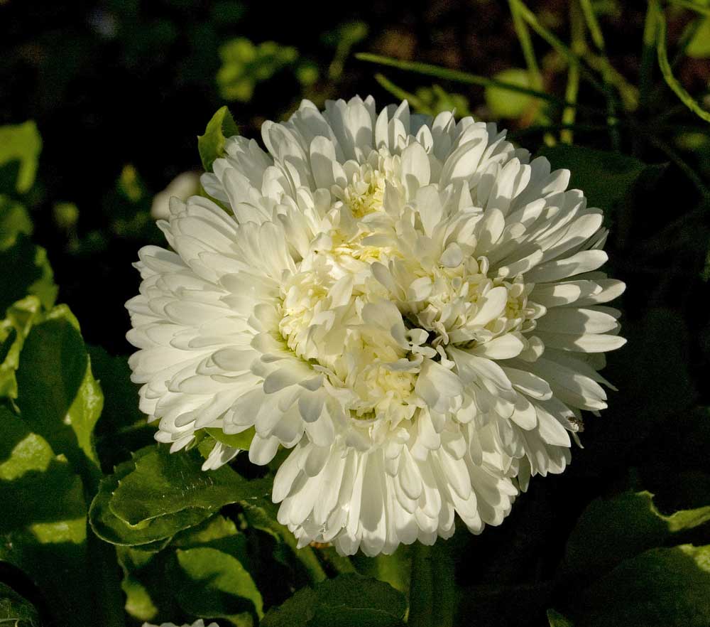 Image of Bellis perennis specimen.