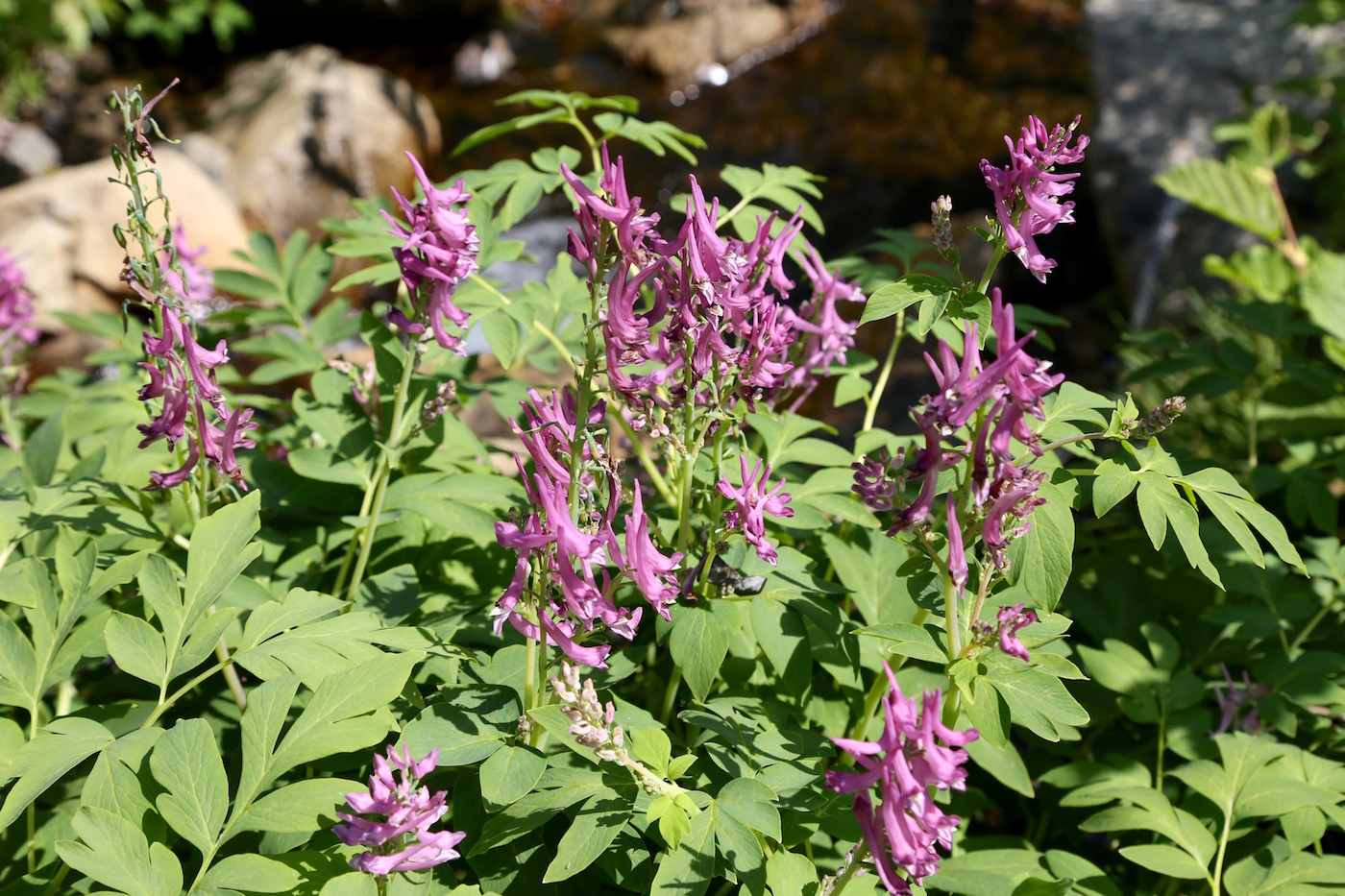 Image of Corydalis multiflora specimen.