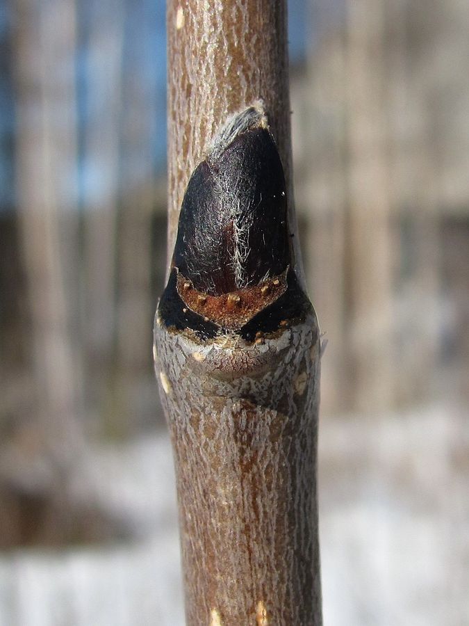 Image of Sorbus aucuparia specimen.