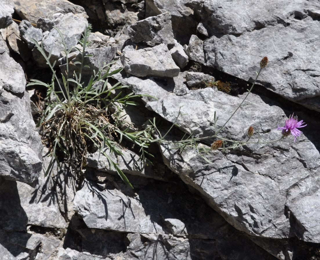 Image of Centaurea affinis specimen.