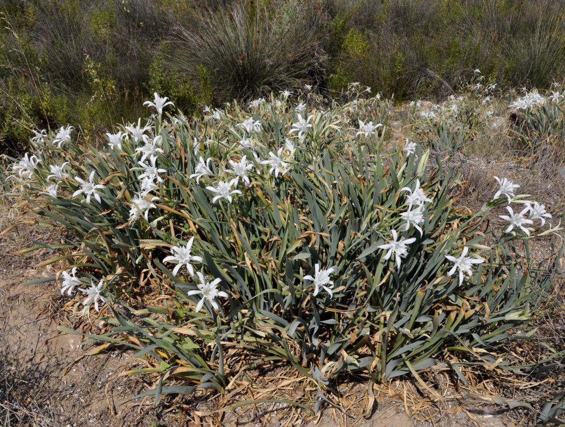 Image of Pancratium maritimum specimen.