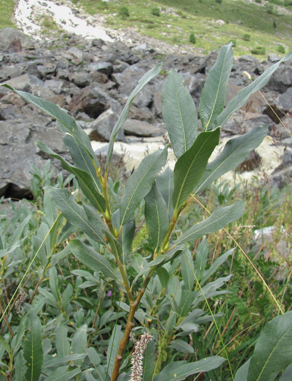 Image of Salix pantosericea specimen.