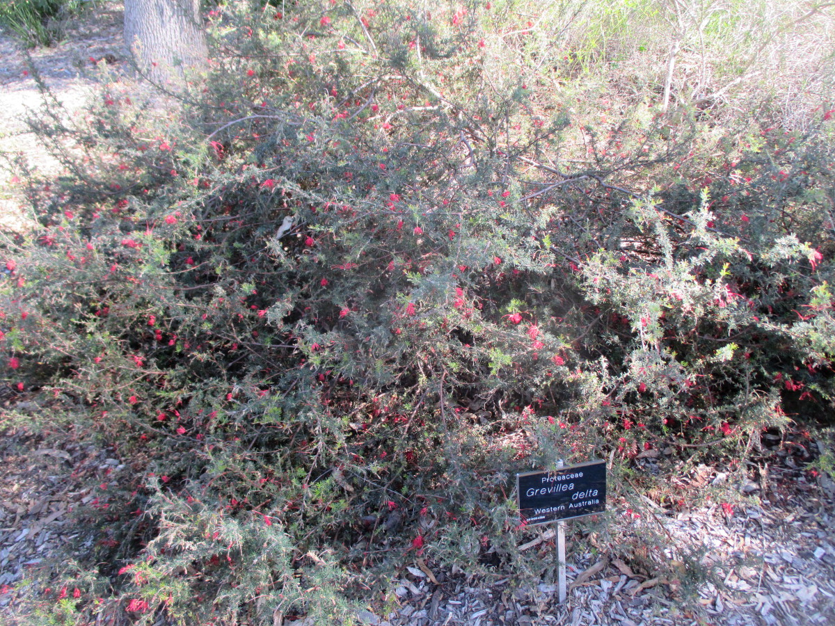 Image of Grevillea delta specimen.