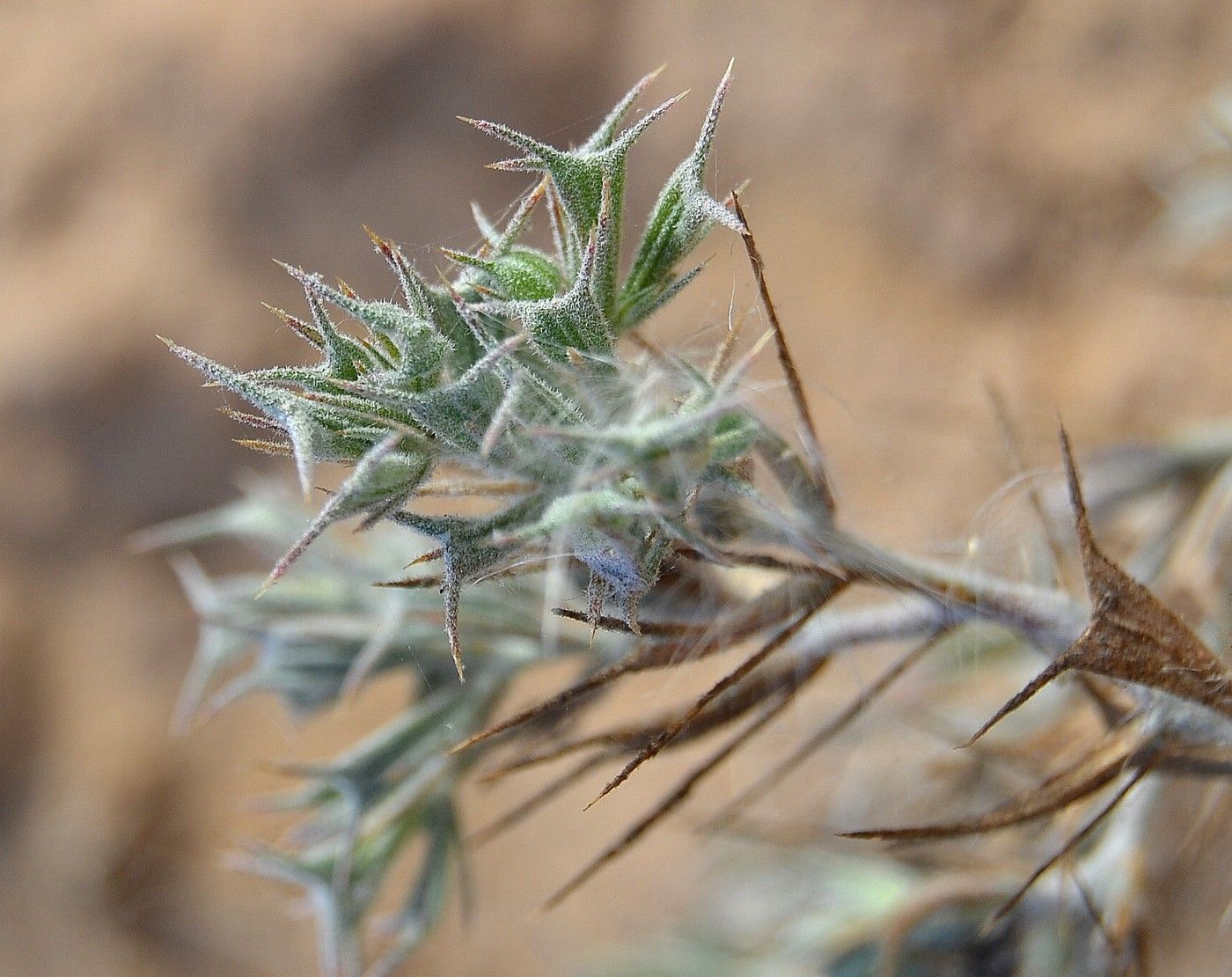 Image of Ceratocarpus arenarius specimen.