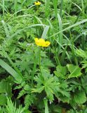 Trollius riederianus