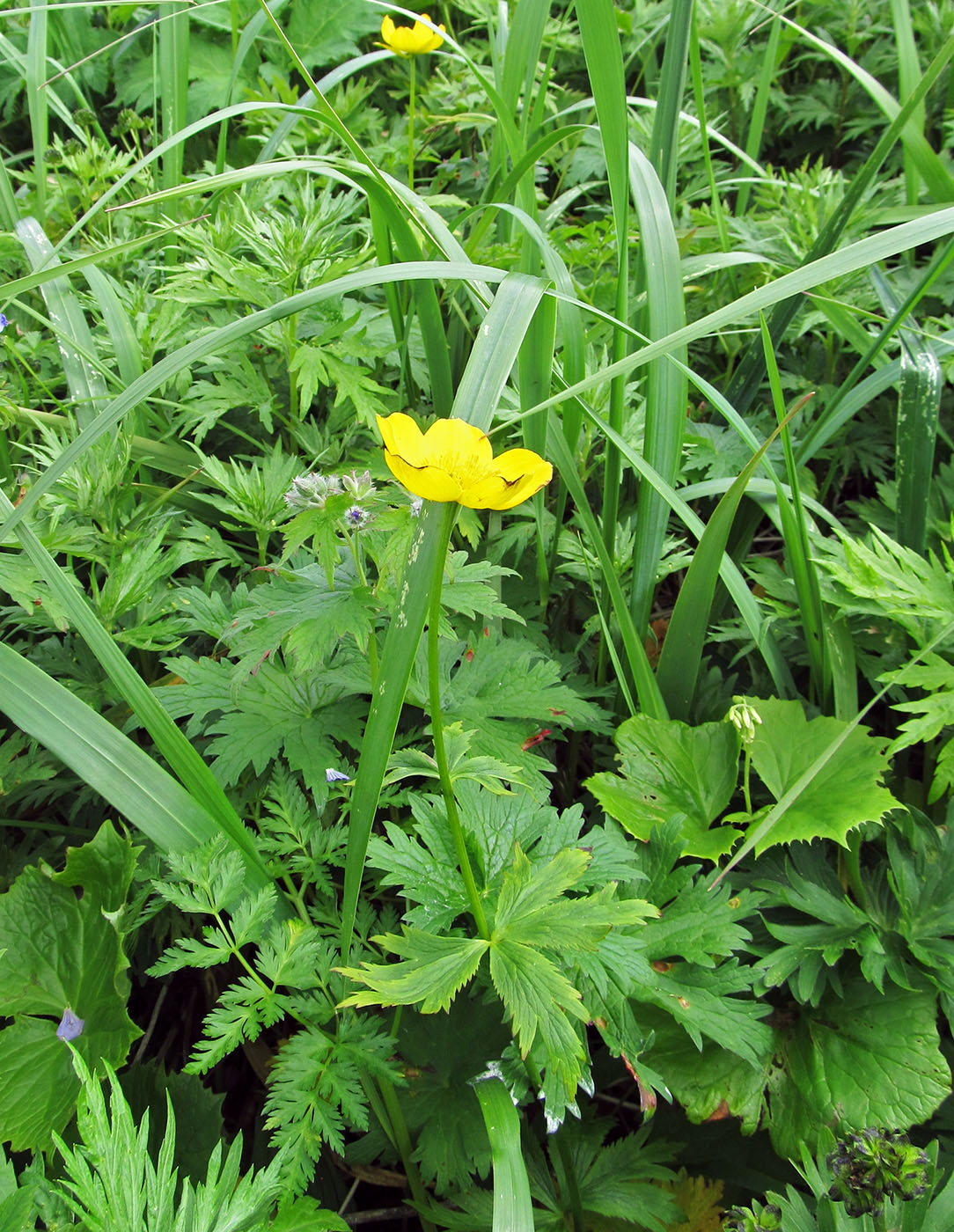 Image of Trollius riederianus specimen.