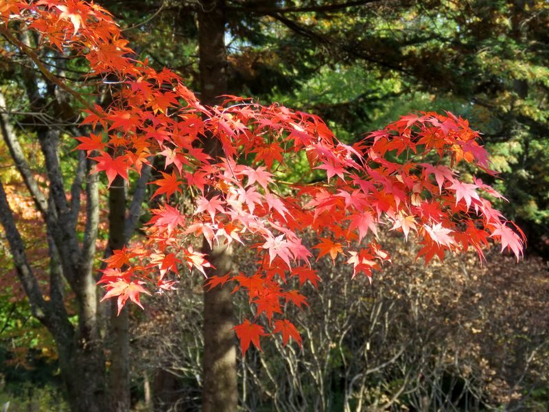 Image of Acer palmatum specimen.