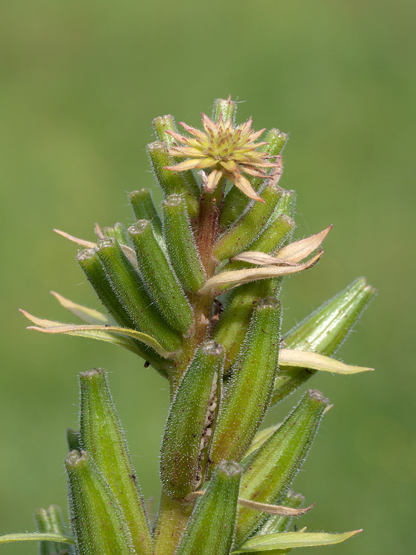 Image of Oenothera rubricaulis specimen.