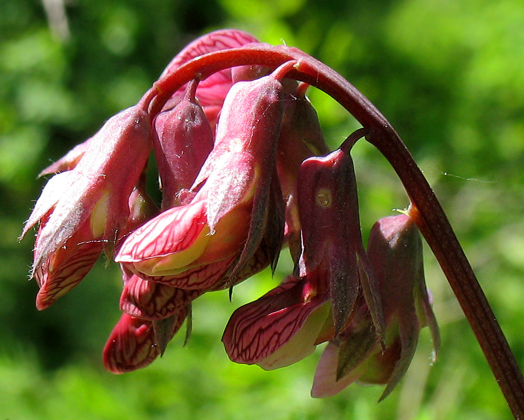 Image of Lathyrus pisiformis specimen.