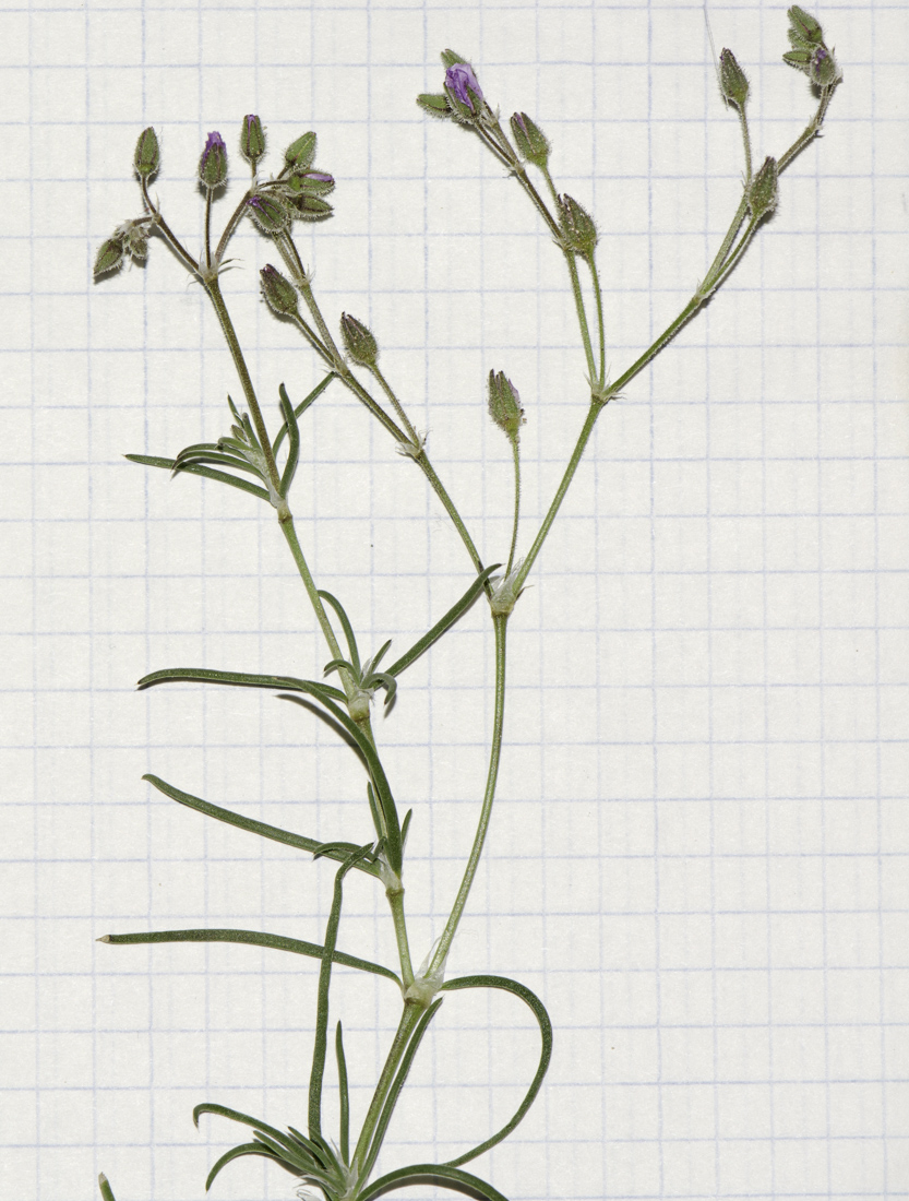 Image of Spergularia fimbriata specimen.